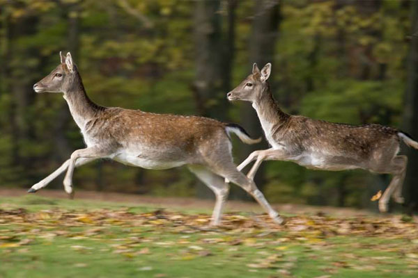 Hunting Dilemma: Someone's Dogs are Interfering With My Deer Hunt. Now What?