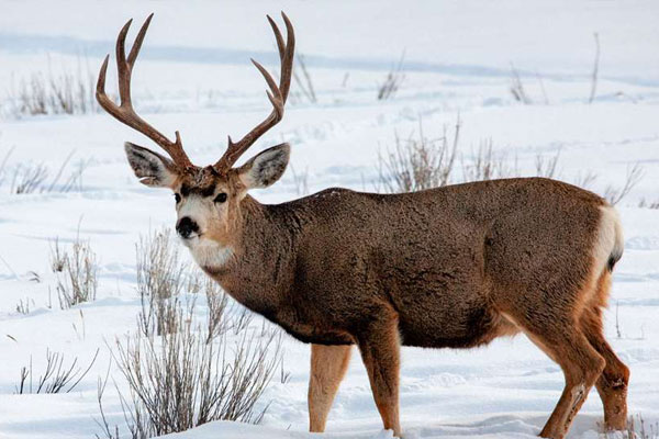 Wyoming Hunters Take a Step Back to Support Wildlife