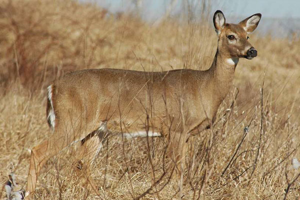 Oklahoma Reports First Case of CWD in Wild Deer