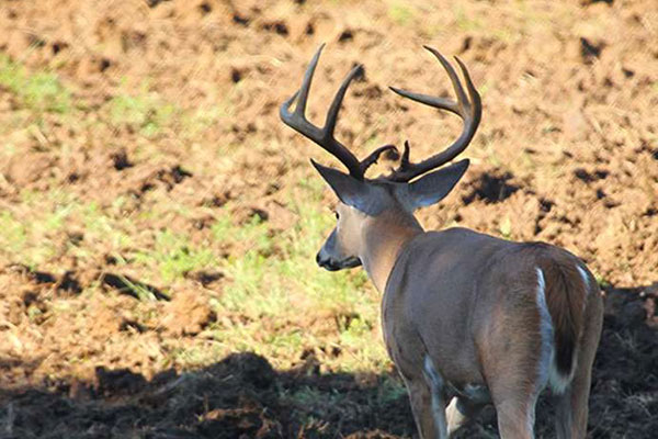 10 Steps to a Successful Food Plot