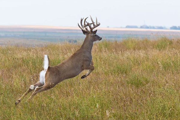 Hunting Dilemma: When the Deer Crosses the Property Line